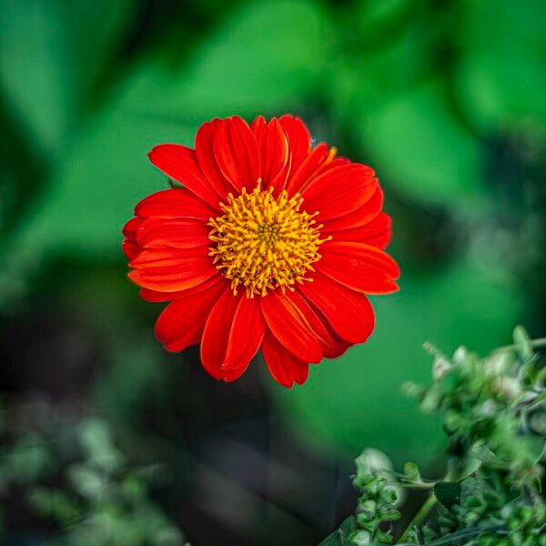 Tithonia rotundifolia Blodyn