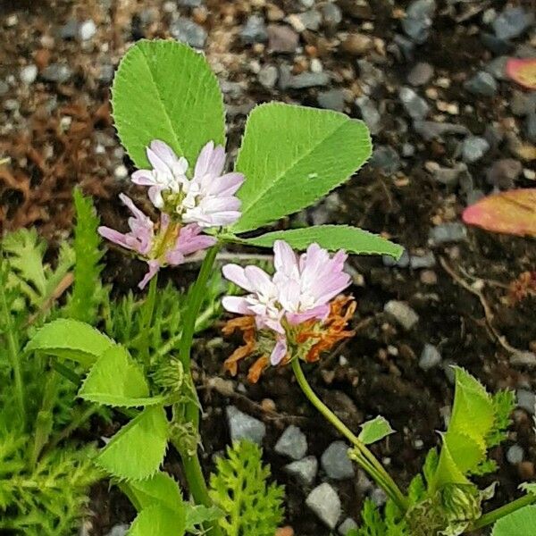 Trifolium resupinatum Çiçek