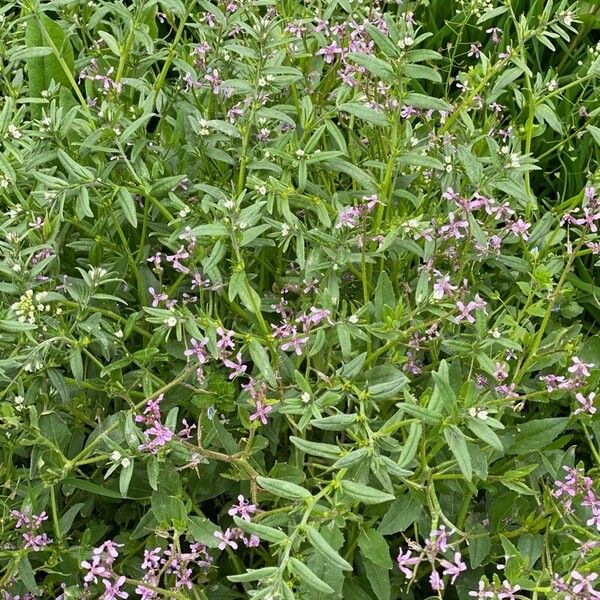 Chorispora tenella Habit