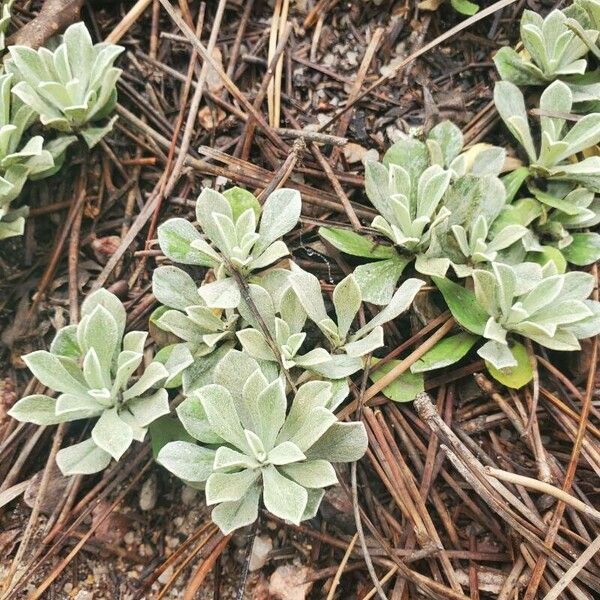 Antennaria parvifolia Листок