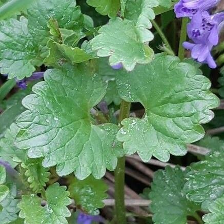 Glechoma hederacea برگ