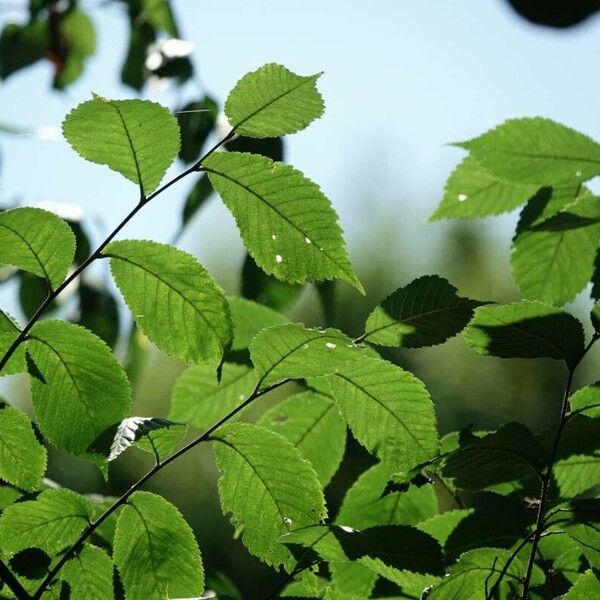 Ulmus americana ᱥᱟᱠᱟᱢ