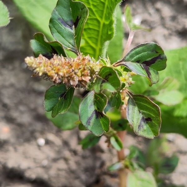 Amaranthus blitum 葉