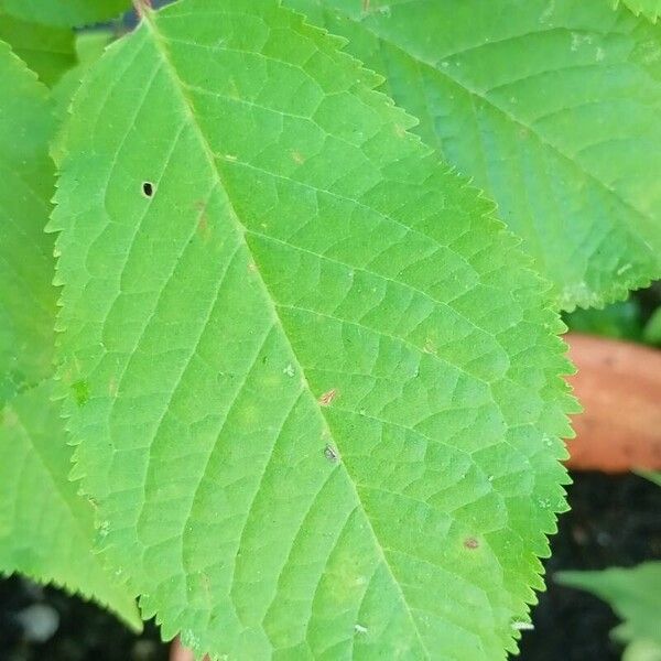 Prunus cerasus Leaf