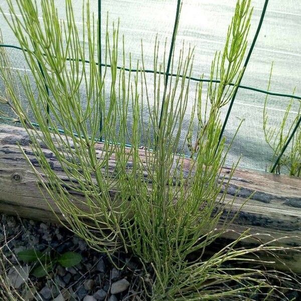 Equisetum palustre Ліст