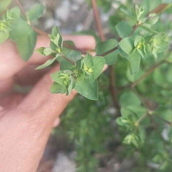 Euphorbia peplus Lorea