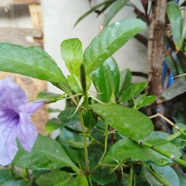 Ruellia tuberosa Fruitua