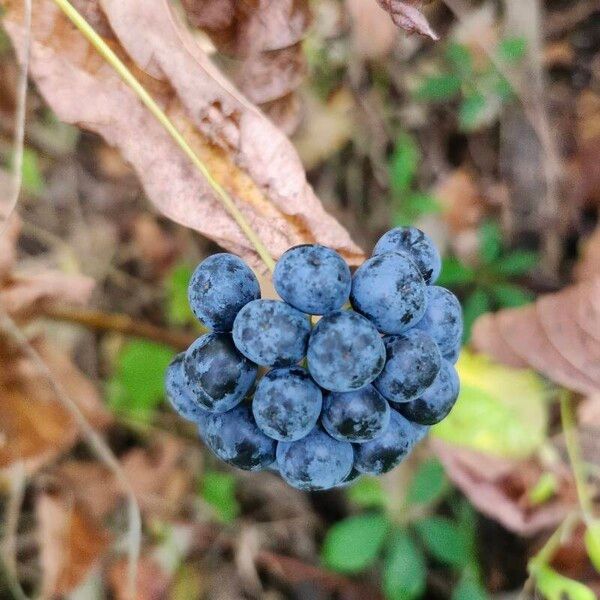 Smilax herbacea Fruto