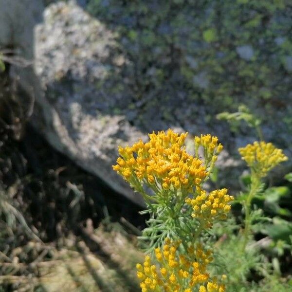 Jacobaea adonidifolia Квітка