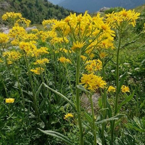 Tephroseris longifolia Хабит