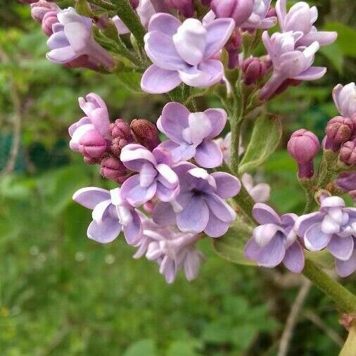 Syringa vulgaris പുഷ്പം