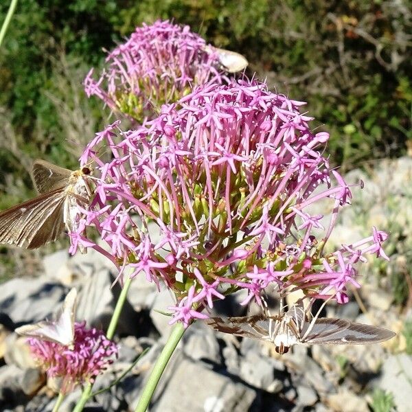 Valeriana lecoqii Flor