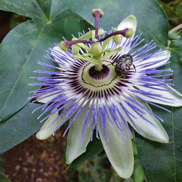 Passiflora caerulea Virág