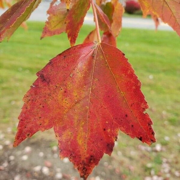 Acer rubrum Leaf