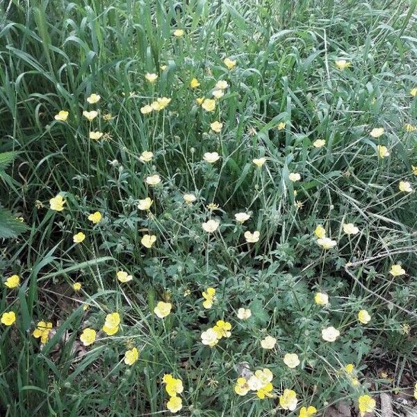 Ranunculus repens Hábitos