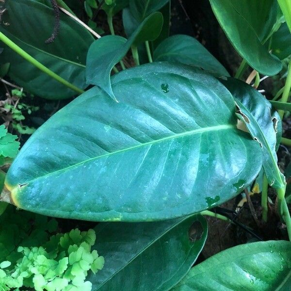 Anthurium scherzerianum Leaf