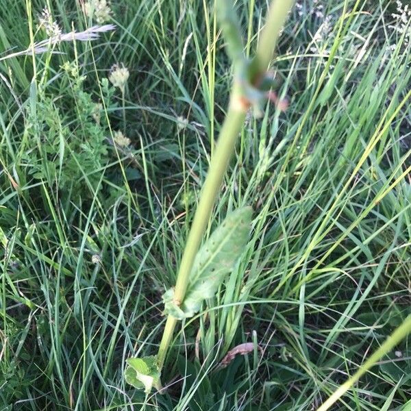 Rumex acetosella पत्ता