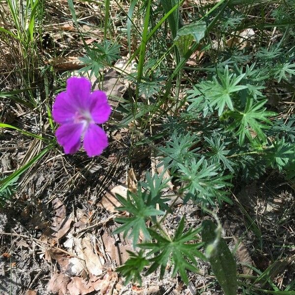 Geranium sanguineum Flower