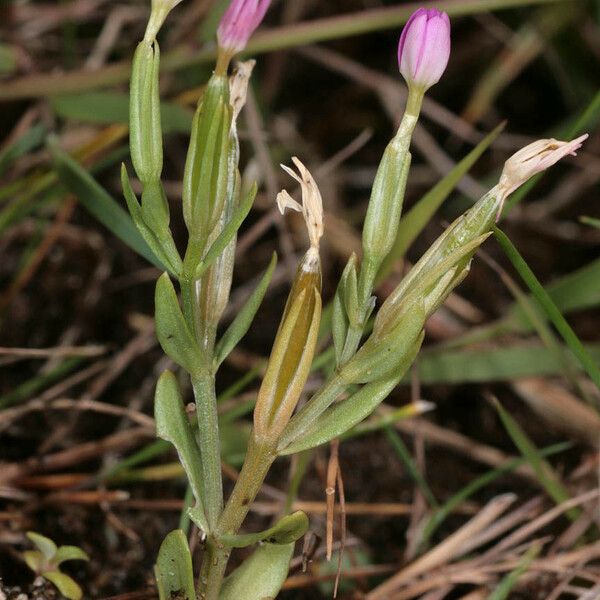 Centaurium pulchellum Elinympäristö