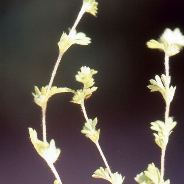 Aphanes australis Habit