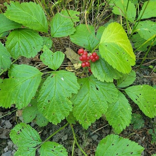 Rubus saxatilis Fruit