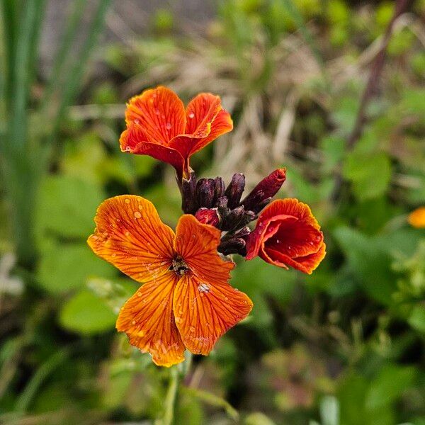 Erysimum × cheiri Blomst