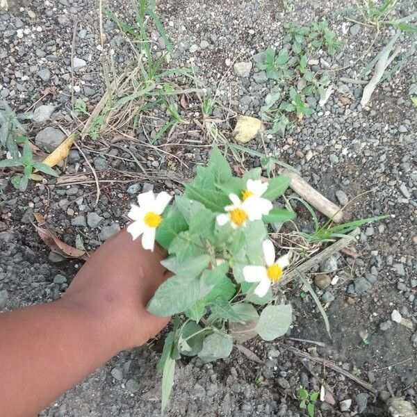 Bidens alba Flower