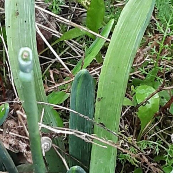 Galanthus elwesii برگ