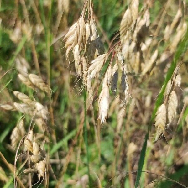 Bromus squarrosus फल