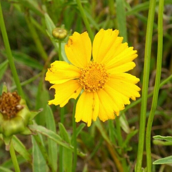 Coreopsis lanceolata Flower