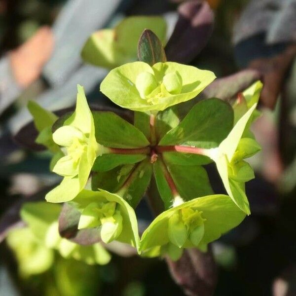 Euphorbia amygdaloides Bloem