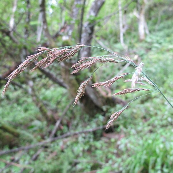 Calamagrostis purpurea 果実