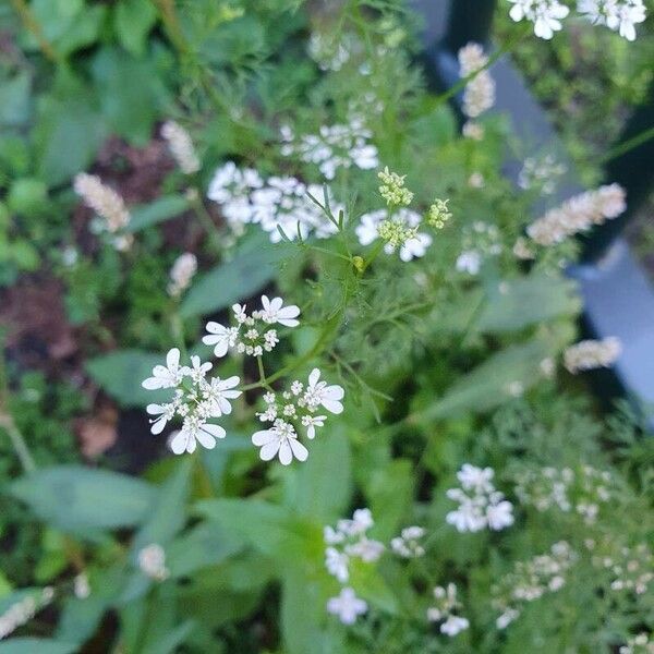 Coriandrum sativum Fiore