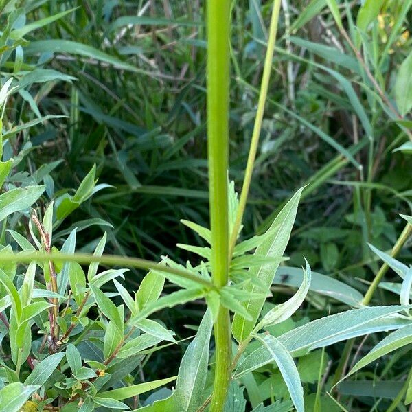 Valeriana officinalis Fiore