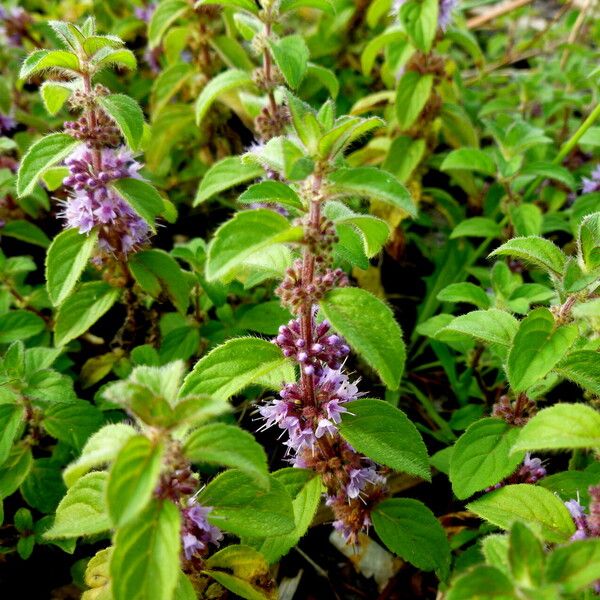 Mentha arvensis Hàbitat