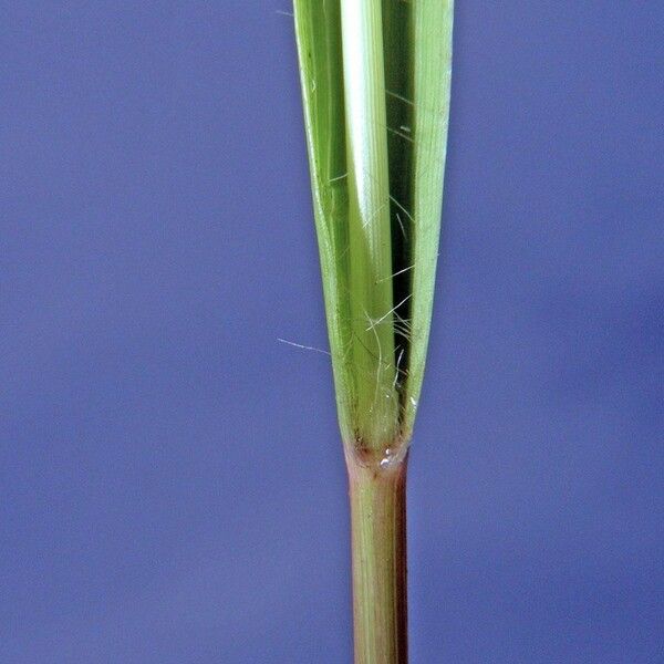 Eragrostis acutiflora Bark