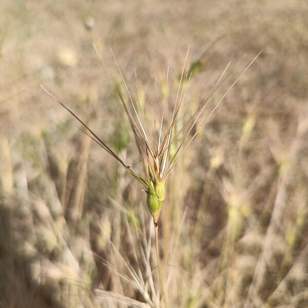 Aegilops neglecta ফুল