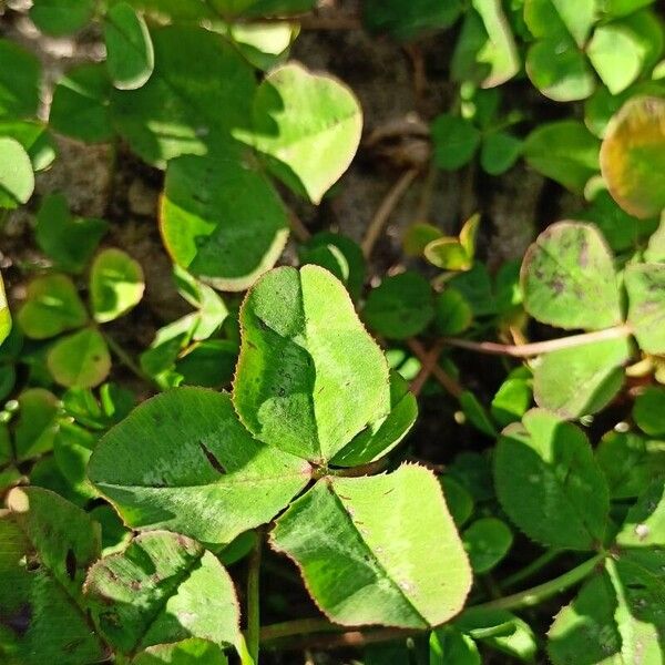 Trifolium repens Folha