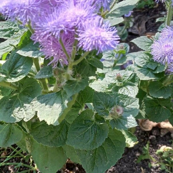 Ageratum houstonianum Vivejo