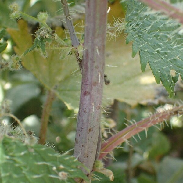 Urtica pilulifera چھال