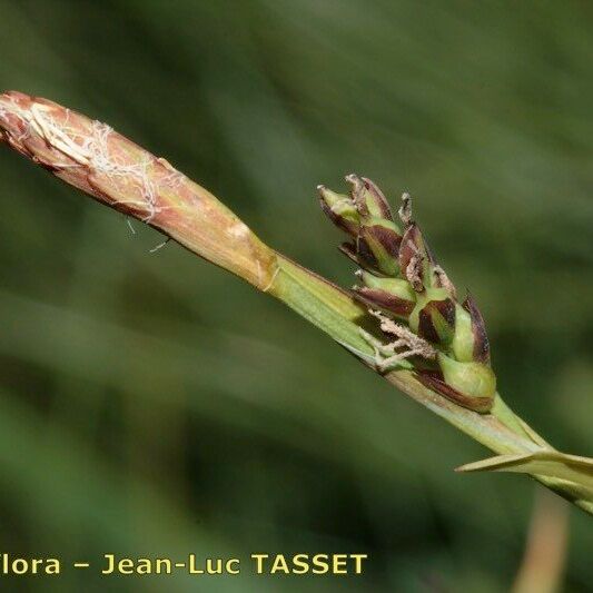 Carex vaginata Blomma