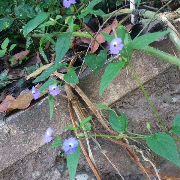 Browallia americana Flower