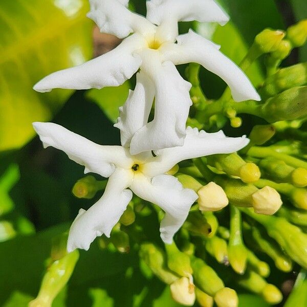Tabernaemontana stapfiana Flower