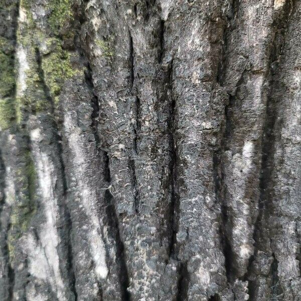 Quercus dentata 樹皮