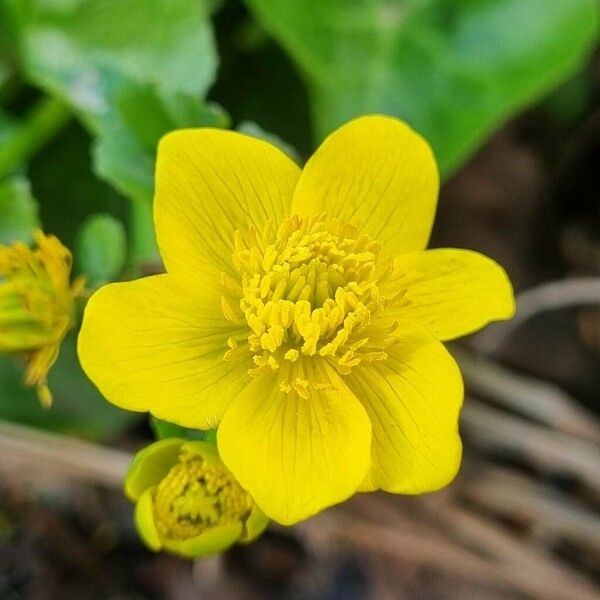 Caltha palustris Flower