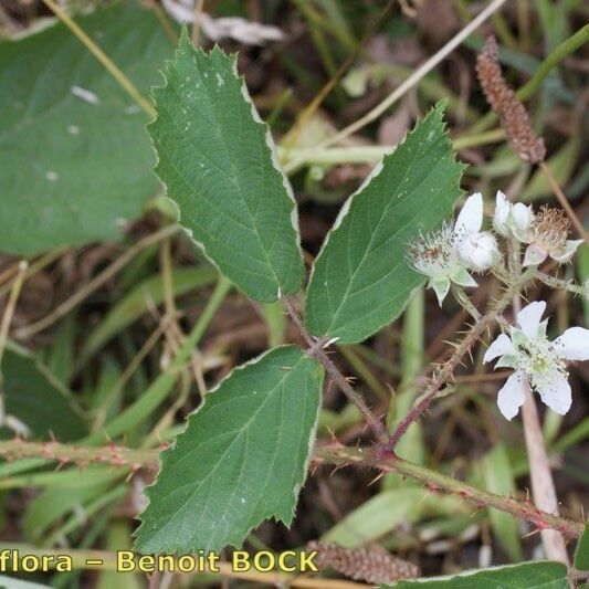 Rubus silvaticus Drugo