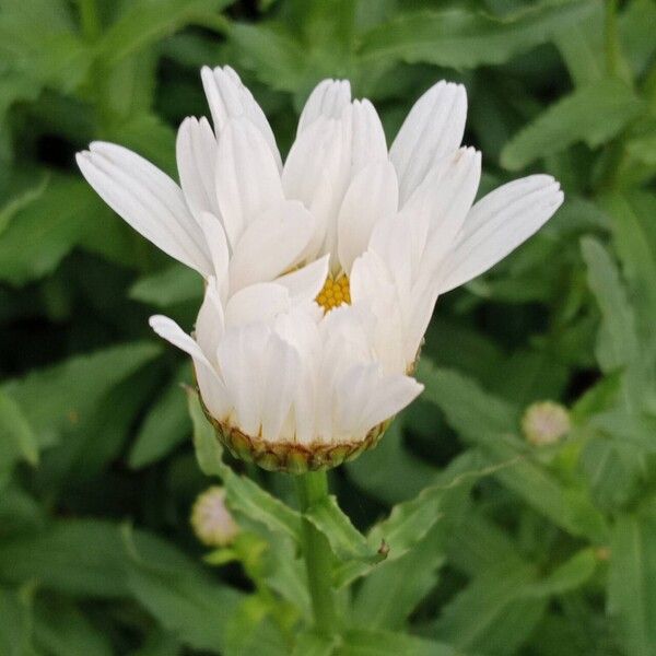 Leucanthemum maximum Квітка