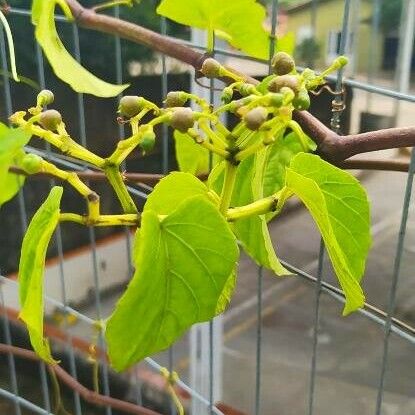 Cissus verticillata Liść