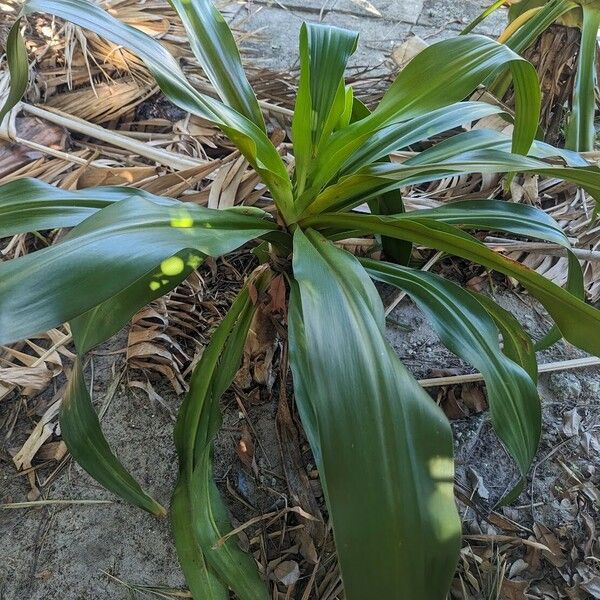 Crinum asiaticum برگ