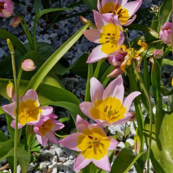 Tulipa humilis Bloem